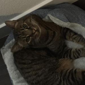 Image of Pacman, Found Cat
