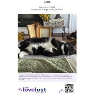 Image of Luna, Lost Cat