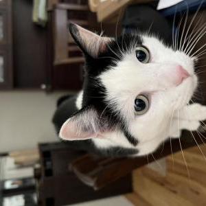 Image of Moo, Lost Cat