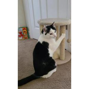 2nd Image of Moo, Lost Cat