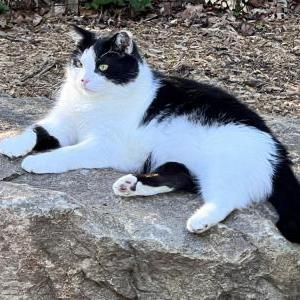 Image of Oreo, Lost Cat