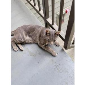 Image of Unknown, Found Cat