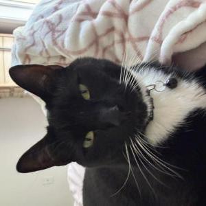 Image of Mittens, Lost Cat