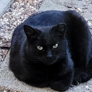 Lost 2 Jessica Jones (CA)