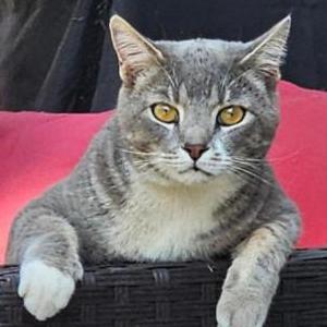 Image of Kit, Lost Cat