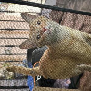 Image of Unknown, Found Cat