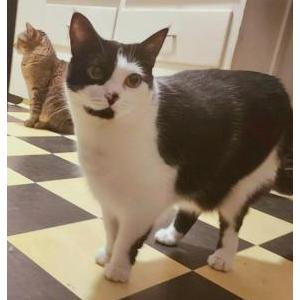 Image of Tiffany, Lost Cat