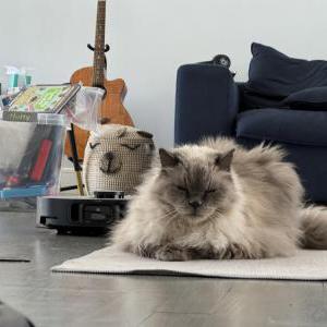 Image of Vinni, Lost Cat