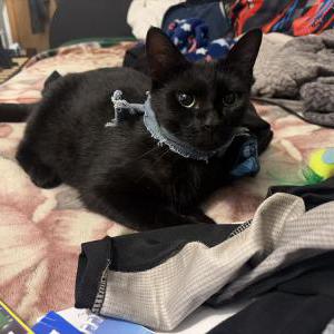 Image of Raven, Lost Cat