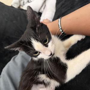 Image of Touka, Lost Cat