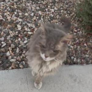 Image of Smores, Lost Cat