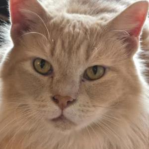 Image of Max, Lost Cat