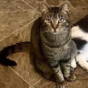 Image of Cash, Lost Cat