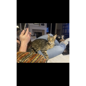 Image of Enzo, Lost Cat