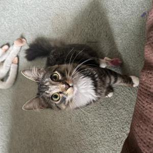 Image of Goose, Lost Cat