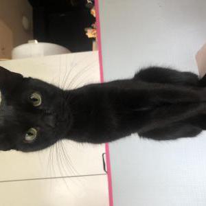 Image of Tiny, Lost Cat