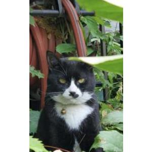 Image of Daisy, Lost Cat