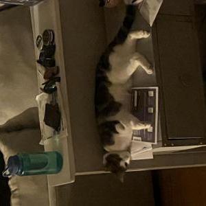 Lost Cat Wolter