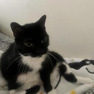Image of Winifred, Lost Cat