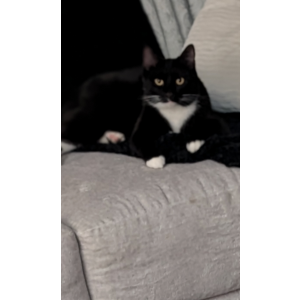 Lost Cat Tatum