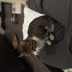 Image of Unknown, Found Cat