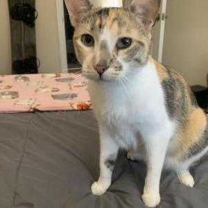Lost Cat Pepper