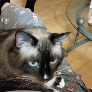 Image of Millie, Lost Cat