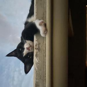Image of Bala, Lost Cat