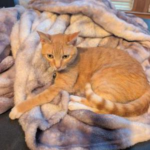 Image of Dora, Lost Cat