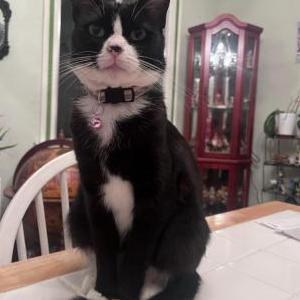 Image of Bümi, Lost Cat