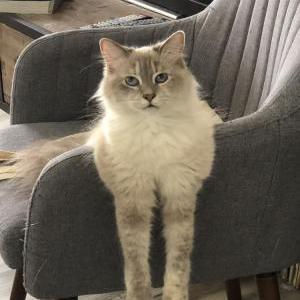 Image of Virginia Woolf, Lost Cat
