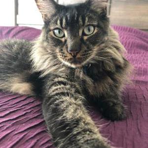 Image of Bynx, Lost Cat