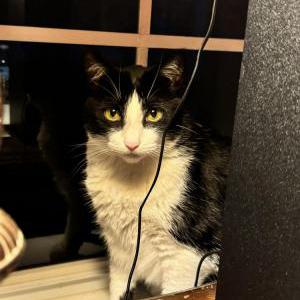 Image of Leia, Lost Cat