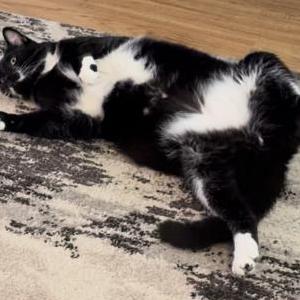 Image of George, Lost Cat