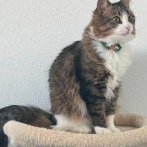 Image of Spice, Lost Cat