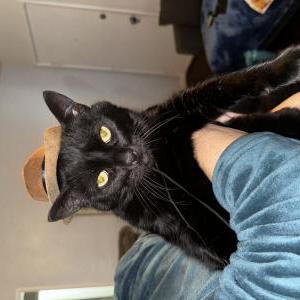 Image of Aria, Lost Cat