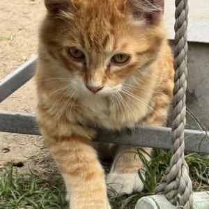 Image of Garbanzo, Lost Cat