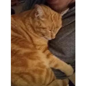 Image of JC, Lost Cat
