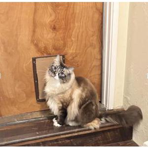Lost 2 Oatmeal (Oatie) (Oregon)