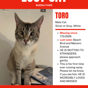 Image of Toro, Lost Cat