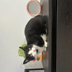 Image of Unknown, Found Cat