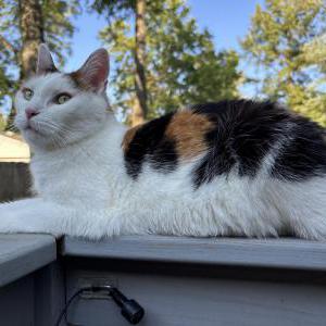 Image of Iris, Lost Cat