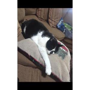 Image of Odie ( Loco), Lost Cat