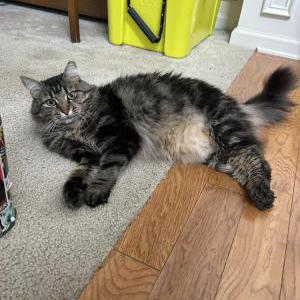 Image of Tyson, Lost Cat