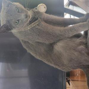 Lost 2 Boris (California)