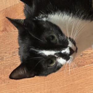 Image of rosita, Lost Cat