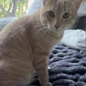 Lost 2 Browan (California)
