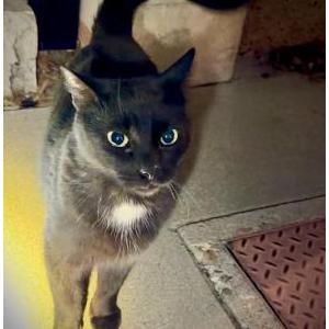 Lost 2 Precious (CA)