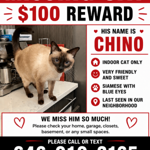 Image of Chino, Lost Cat