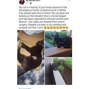 Image of Mavvy, Lost Cat